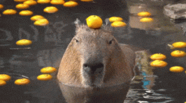 capybara.gif